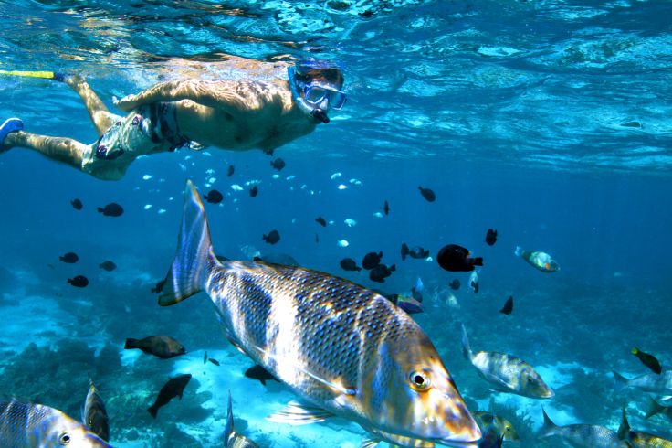 Snorkelling dans la barrière de corail - Ningaloo Reef - Autralie