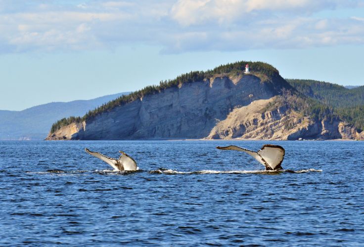Baleines au large du cap Gaspé, dans le parc national du Canada Forillon - Québec
