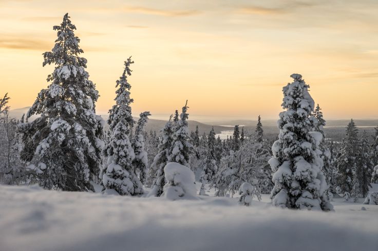 Parc national de Pallas-Yllästunturi - Laponie - Finlande