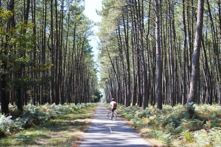 Forêt des Landes - France
