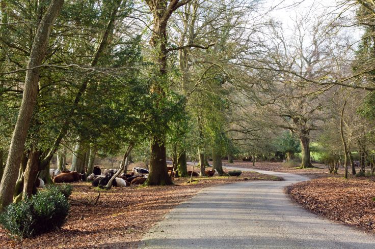 Parc national New Forest - Hampshire - Angleterre