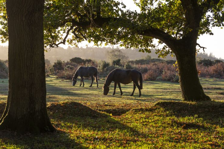 Brockenhurst - Royaume-Uni