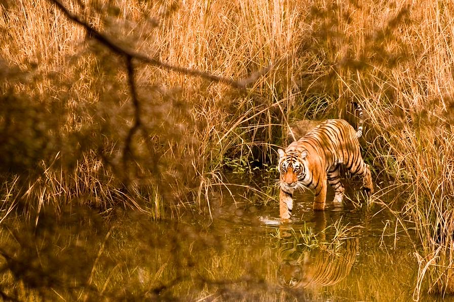 Parc national de Ranthambore - Rajasthan - Inde © Diponkar / Adobe Stock