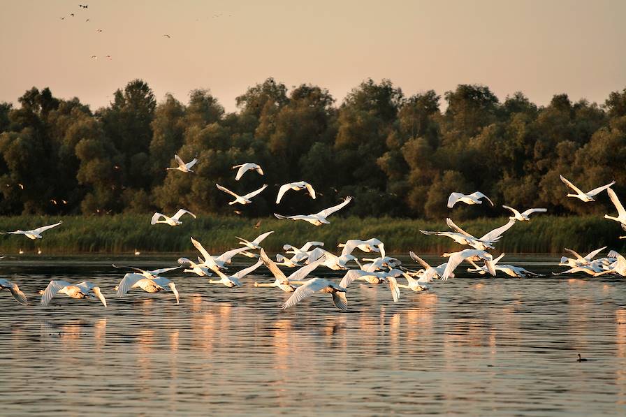 Delta du Danube - Roumanie