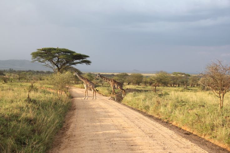 serengeti tanzanie