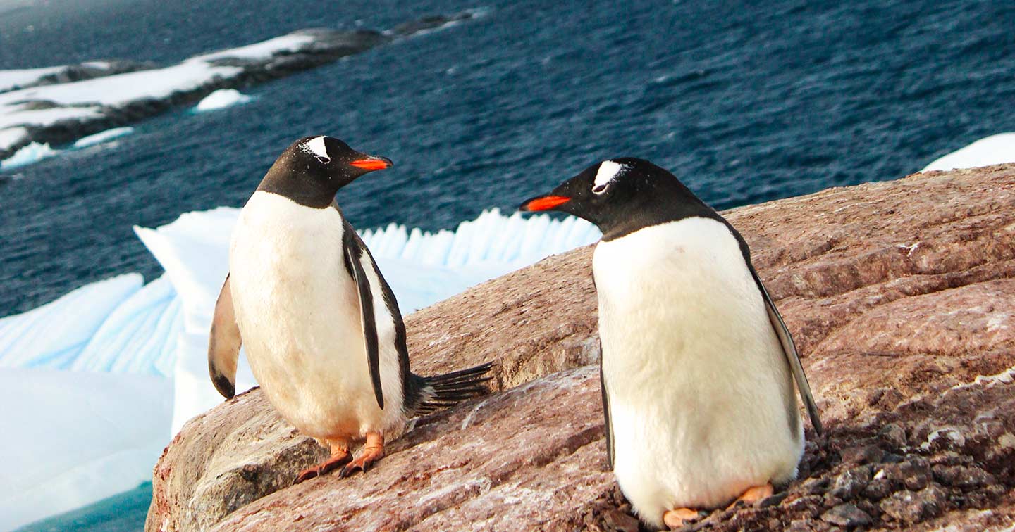 Bouts du monde Antarctique