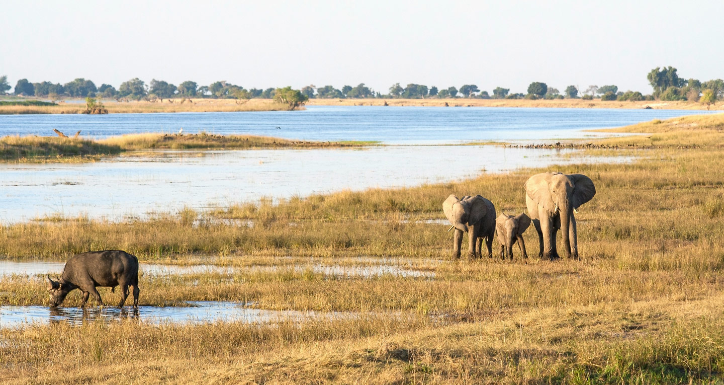 Voyage  Le parc de Chobe & Linyanti