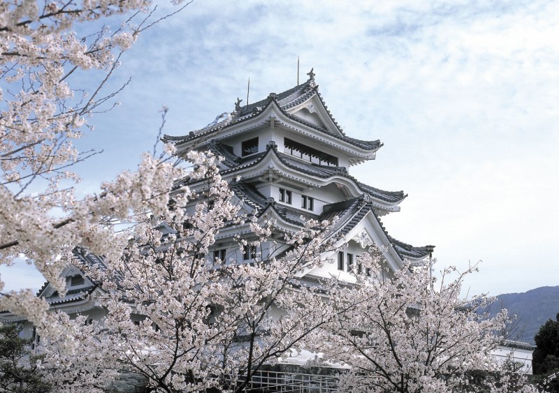Chateau japonais avec les cerisiers en fleurs au Printemps
