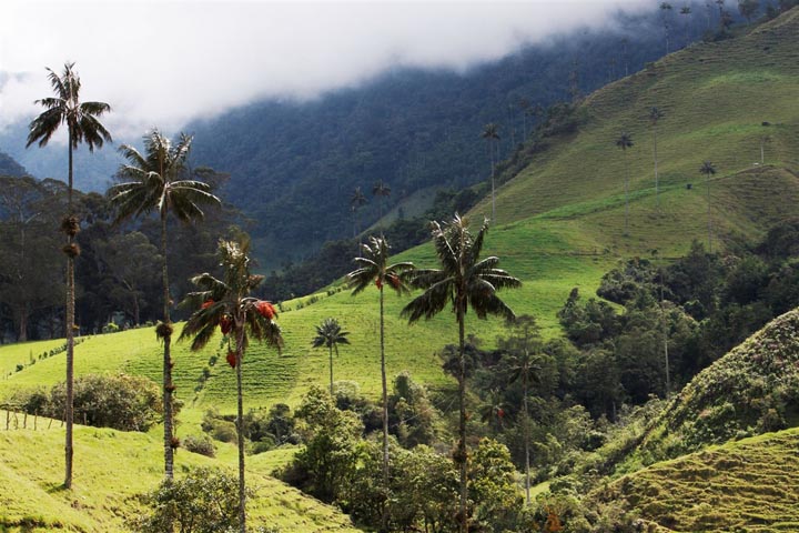 Vallée de culture de café de Cocora