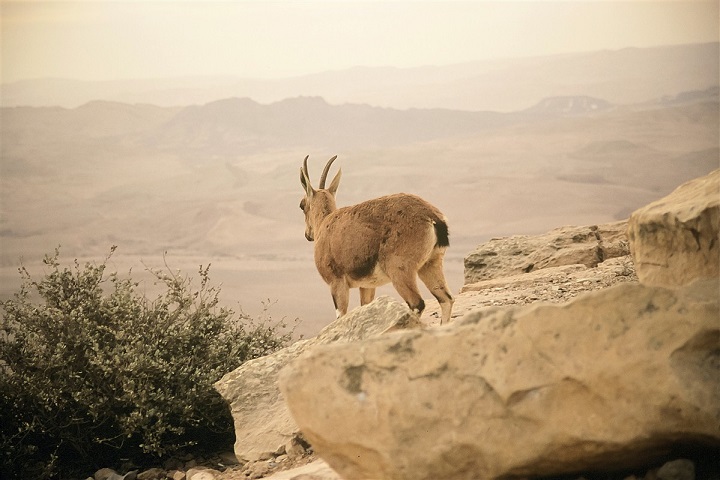 Mitzpe Ramon