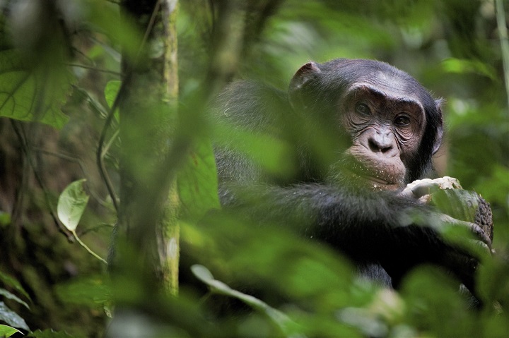 Parc National Kibale