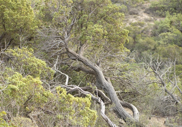 Végétation en Sardaigne