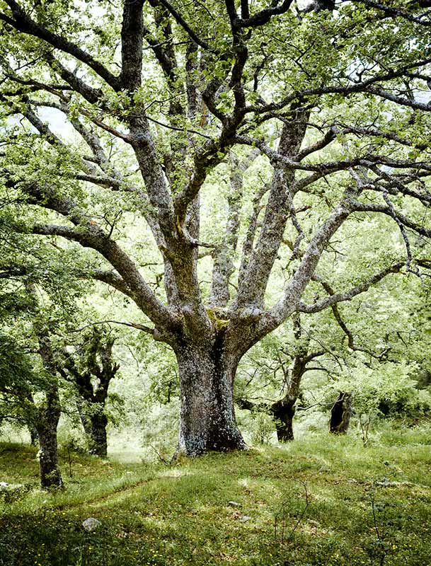 Arbre en Corse