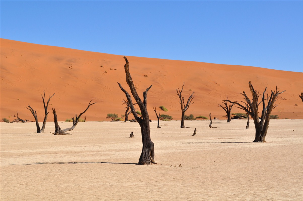 arbre-carquois du désert