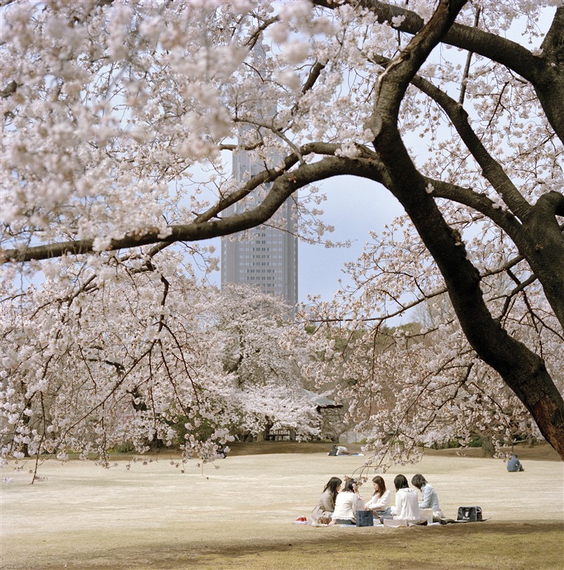 Arbres en fleurs au Japon