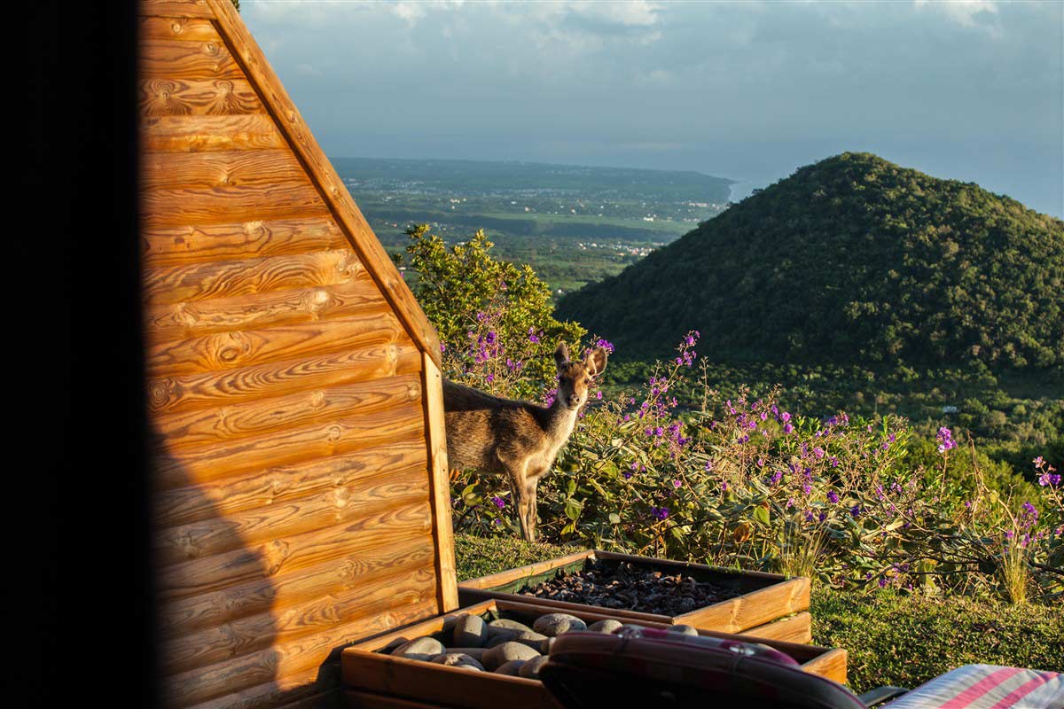 Biche à la Réunion