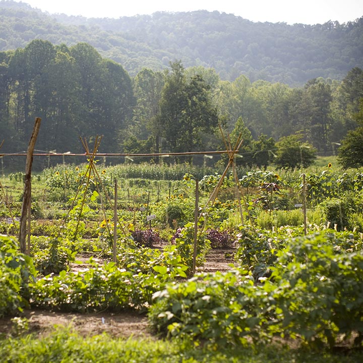 Blackberry Farm