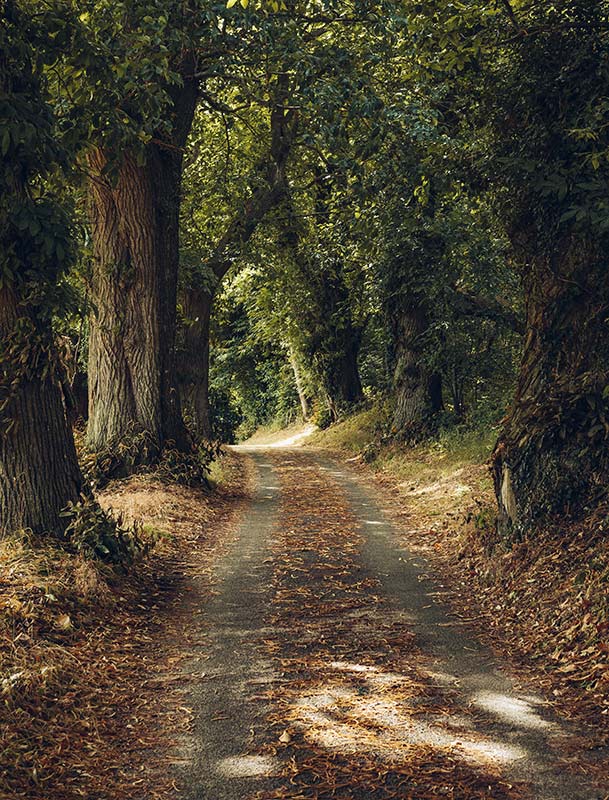 Chemin dans la fôret