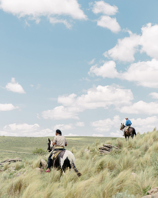 cheval dans une prairie