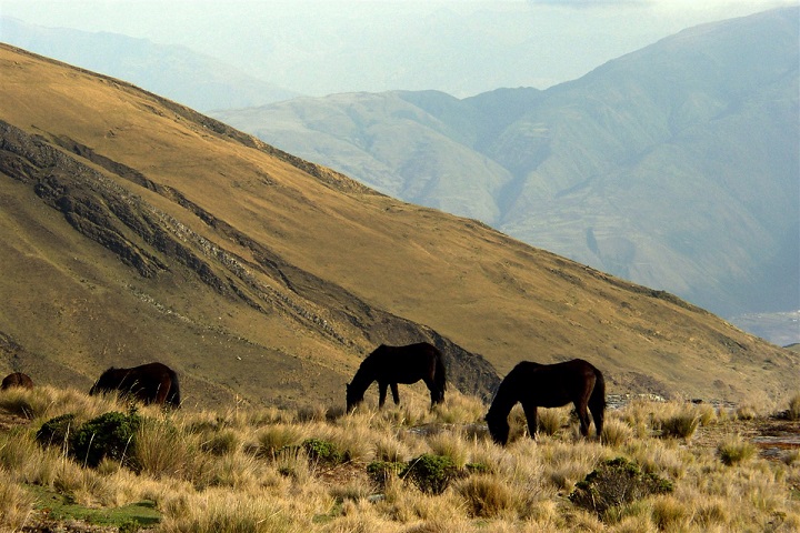 chevaux en Equateur