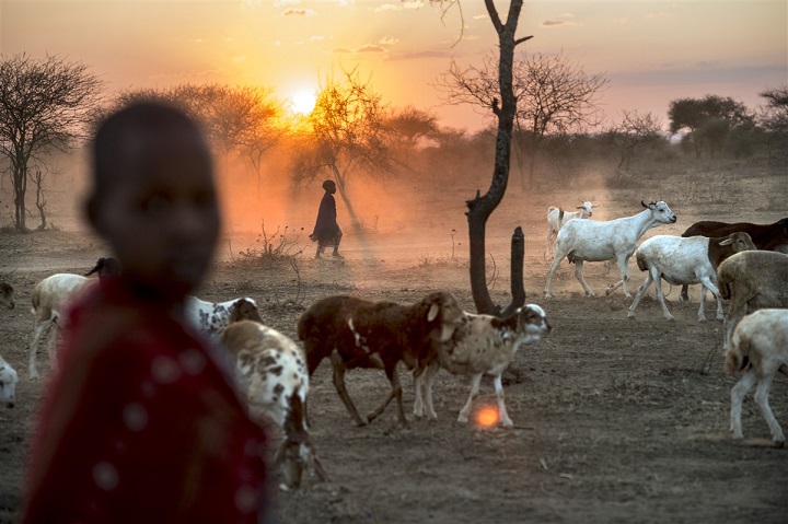 chevres dans un village de Tanzanie