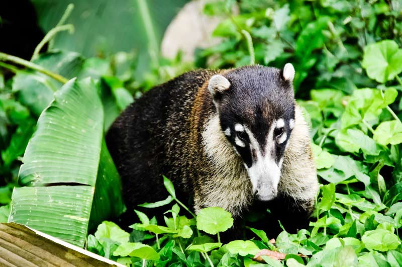 voir des coatis au costa rica