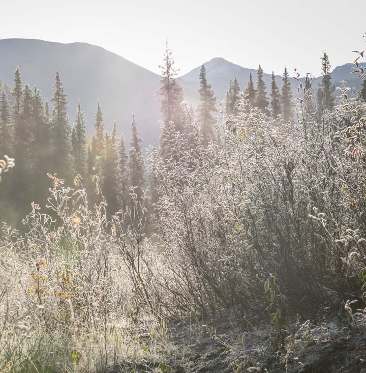 Détail de la nature au canada