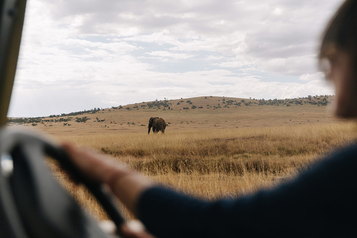 Eléphant dans le parc Laikipia