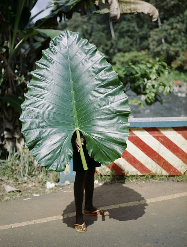 feuille de banane 