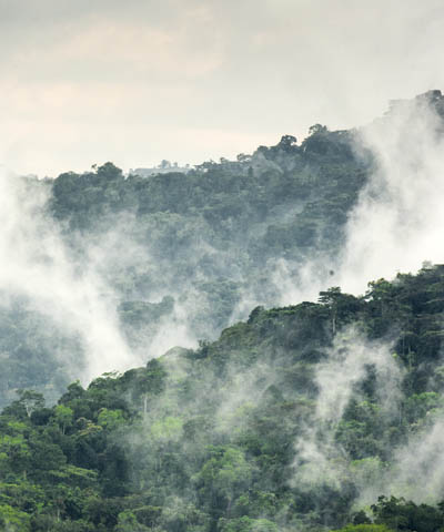 Forêt colombienne