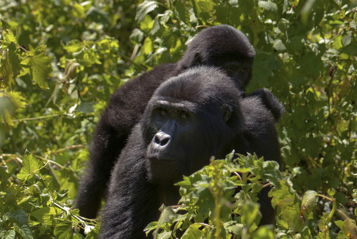 Gorilles au Rwanda