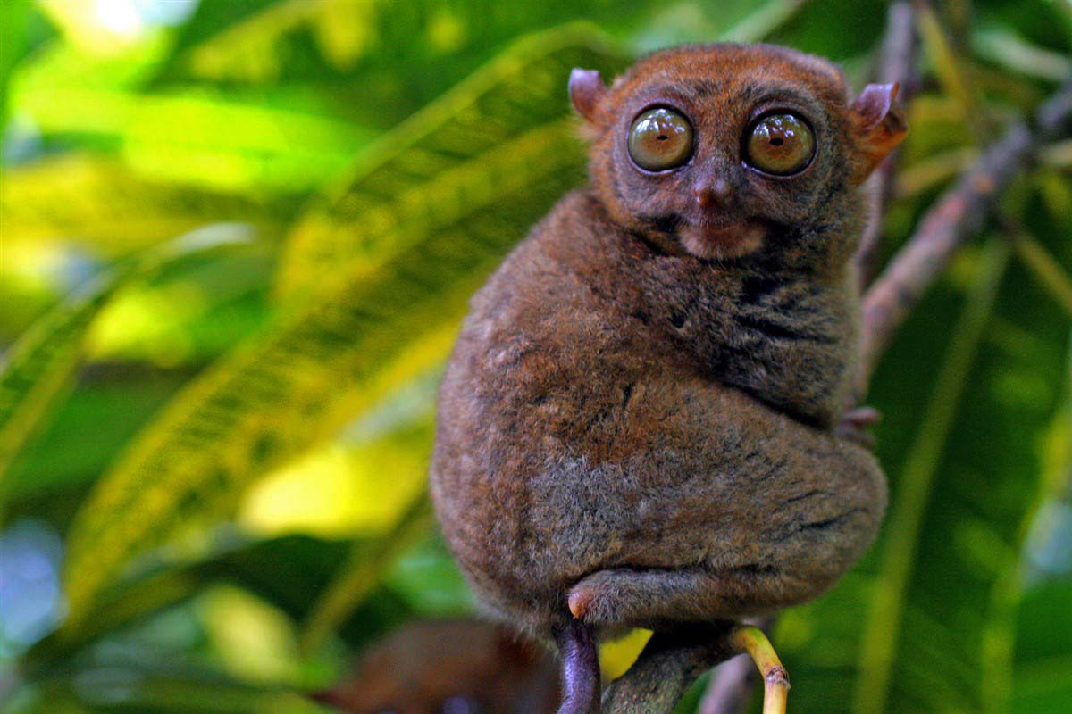 tarsier des Philippines