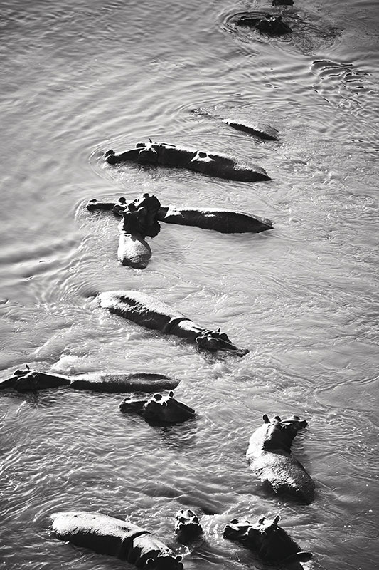 hippopotames dans le parc national Kruger