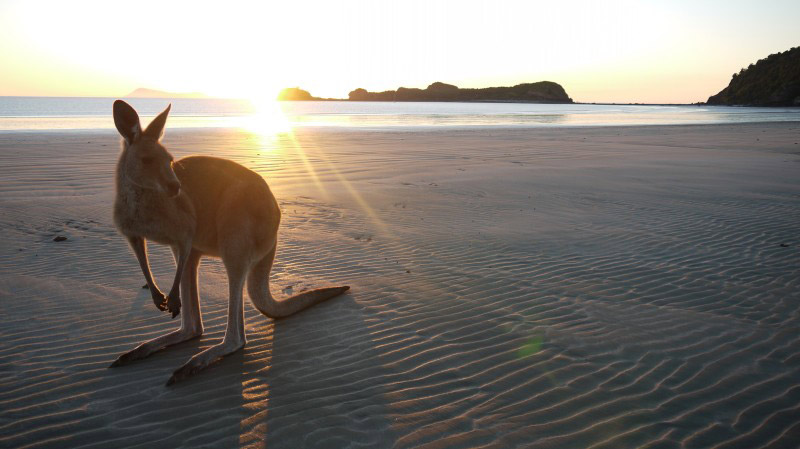 Kangourou en Australie