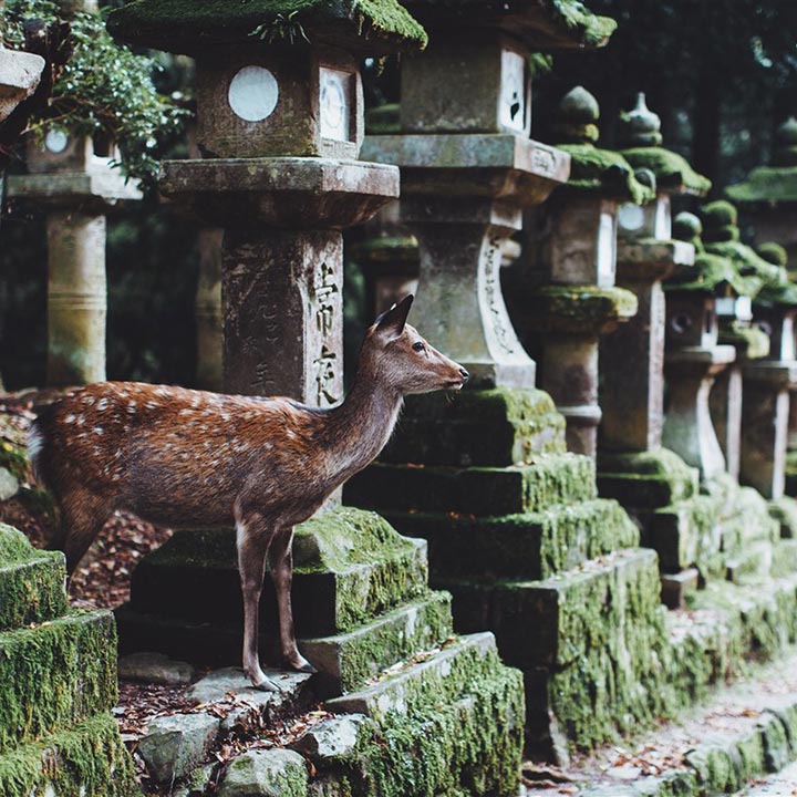 les biches de Nara