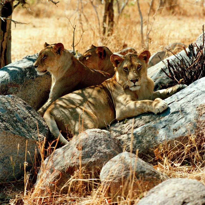 Lion dans le Parc national de Ruaha