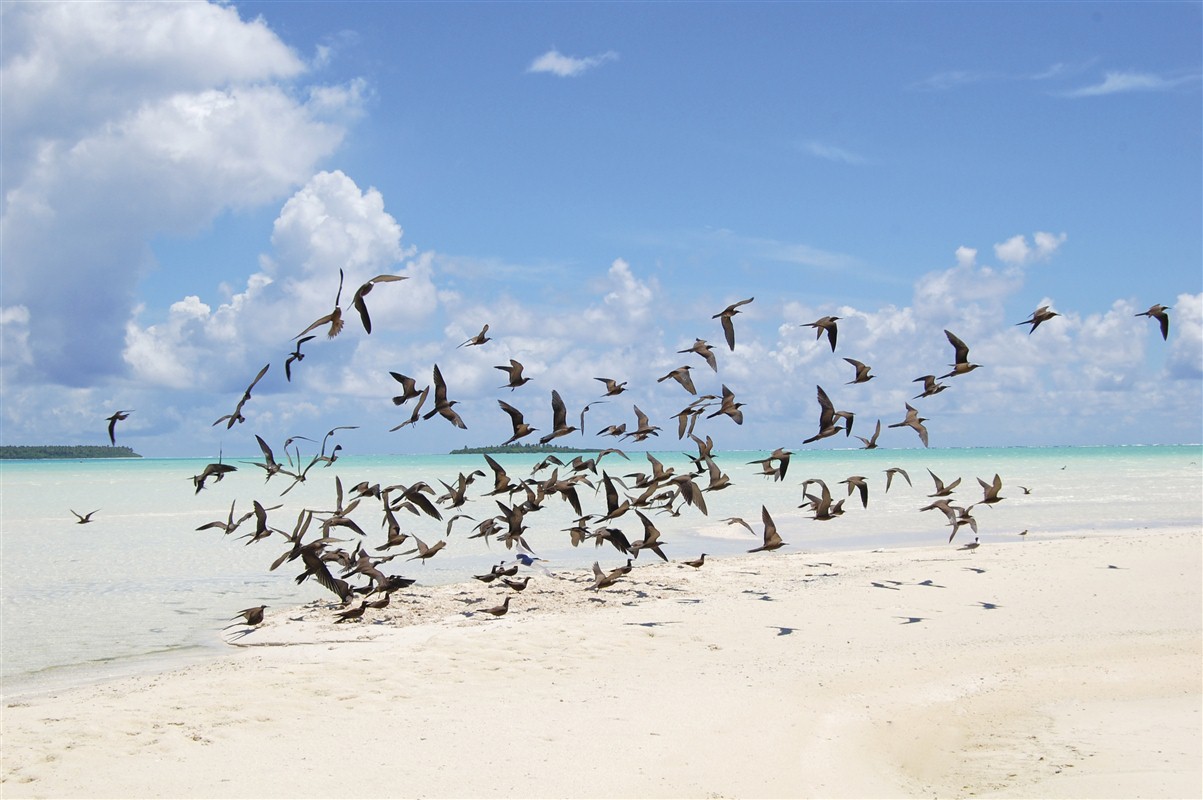 Oiseaux au Brando