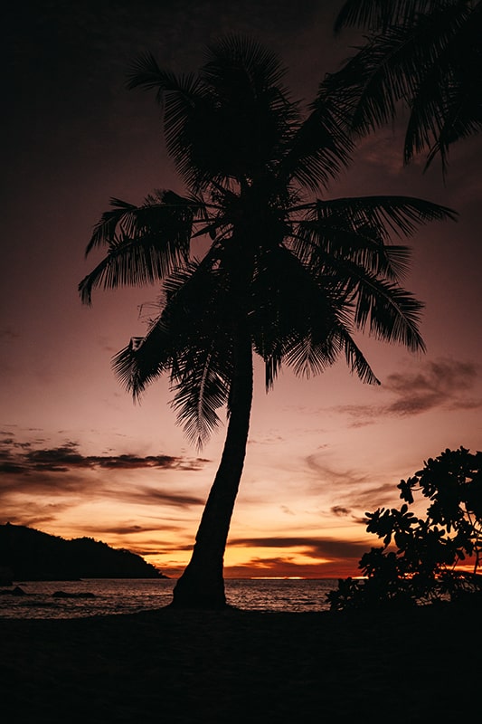 Palmier avec un coucher de soleil aux Seychelles