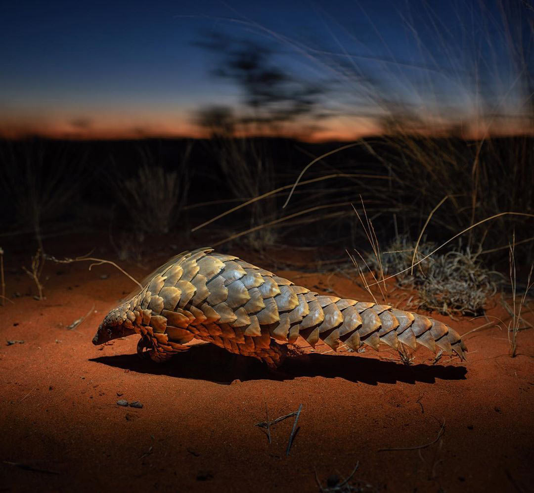 pangolin