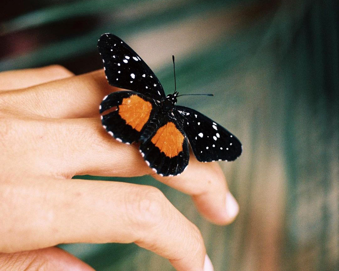 papillon sur ile de rote