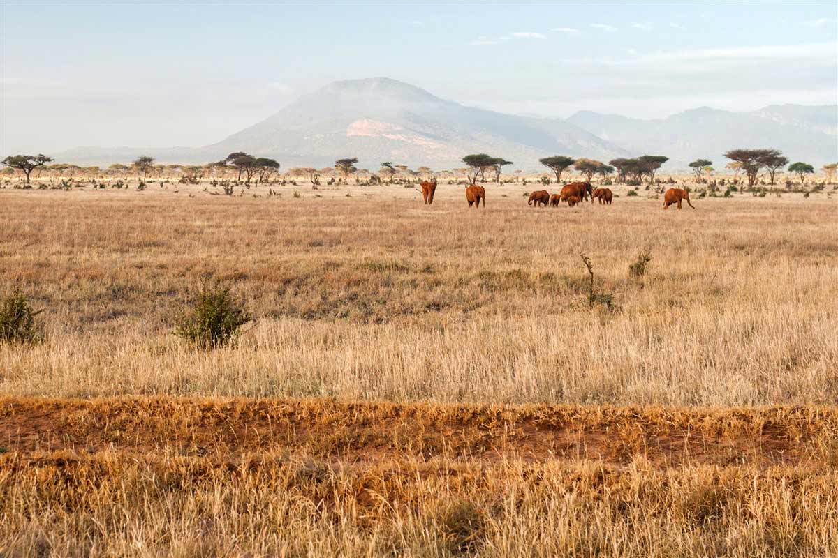 Réserve de Tsavo