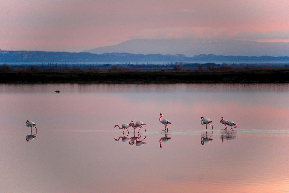 Parc régional de Camargue