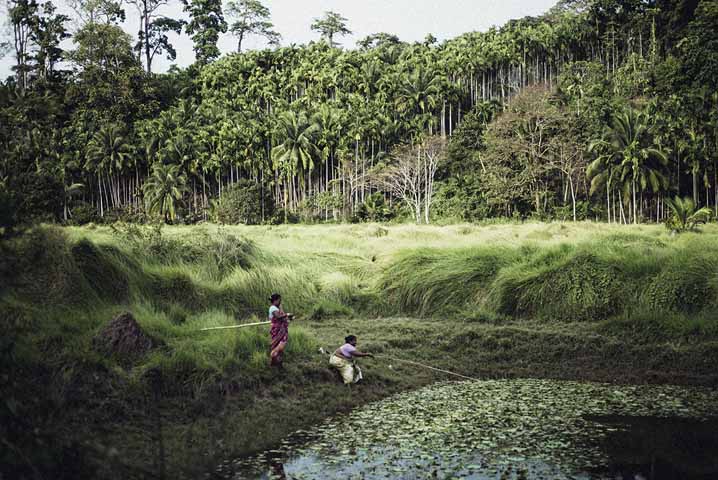 Femmes qui cultivent en Inde