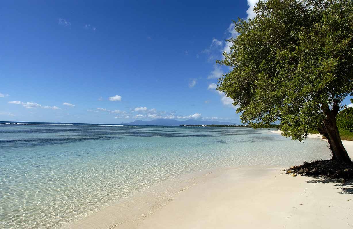 Bois-Jolan Guadeloupe