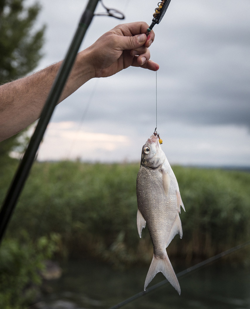 Poisson Lac Balaton