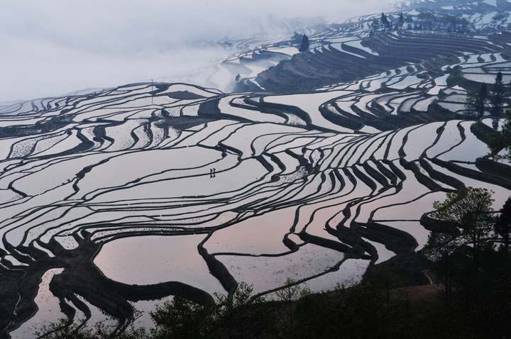 Rizières en terrasses, Guilin Longji