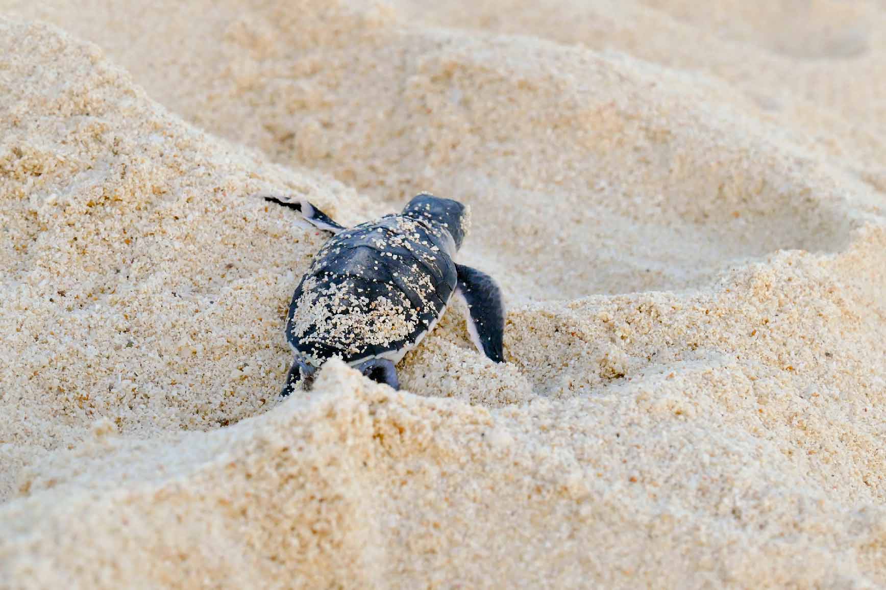 Tortue sur la plage de Nosy Tanikely