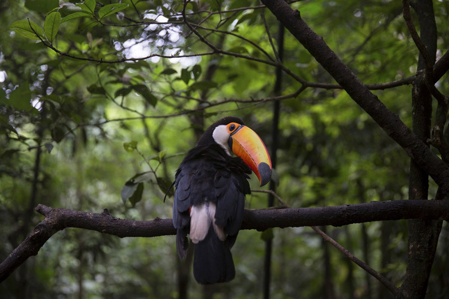 Toucan