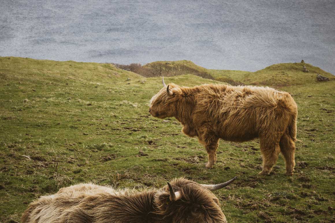 vaches en Ecosse