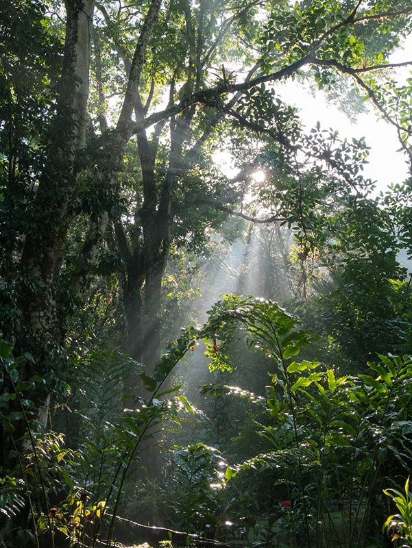 végétation costa rica